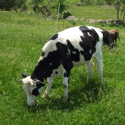 Heifer-holstein
