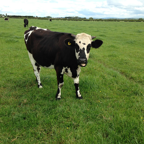 Heifer
